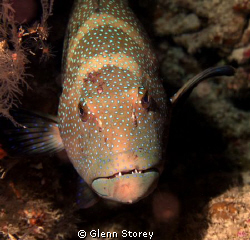 Down boy !! A nice Coral Trout gaurding it's home, on the... by Glenn Storey 